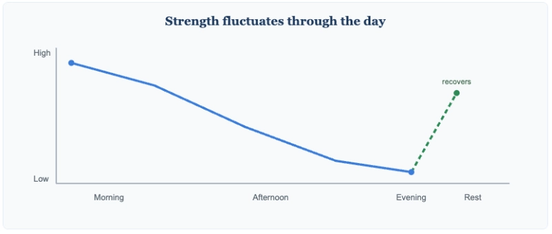 Illustration of muscle strength declining from morning to evening and recovering after rest